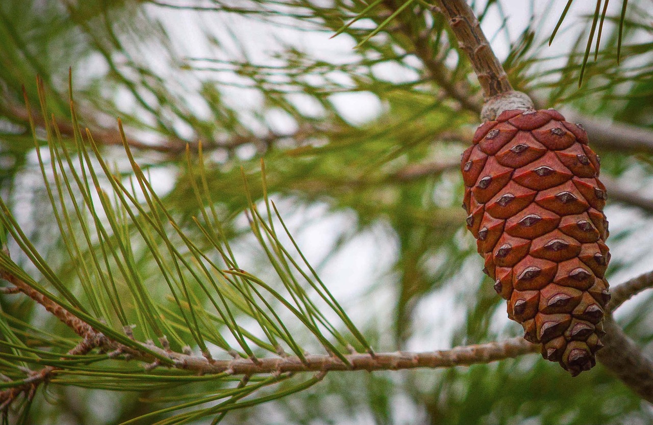 tree branch pineapple free photo