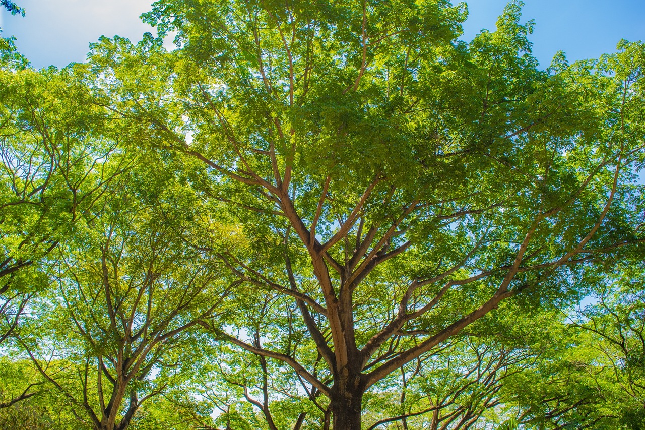 tree green nature free photo