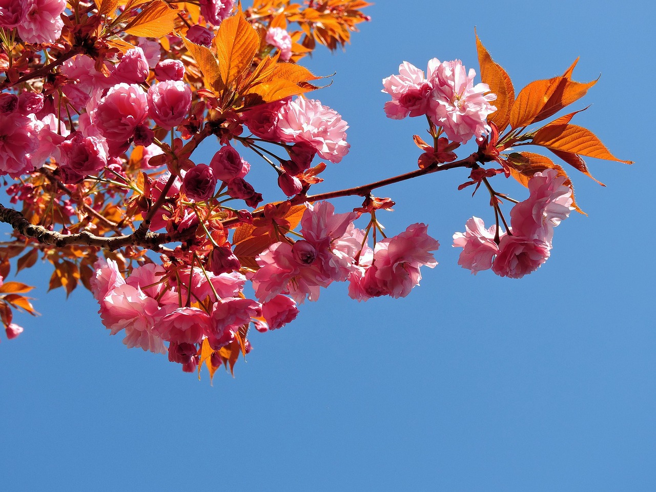 tree blooming pink free photo