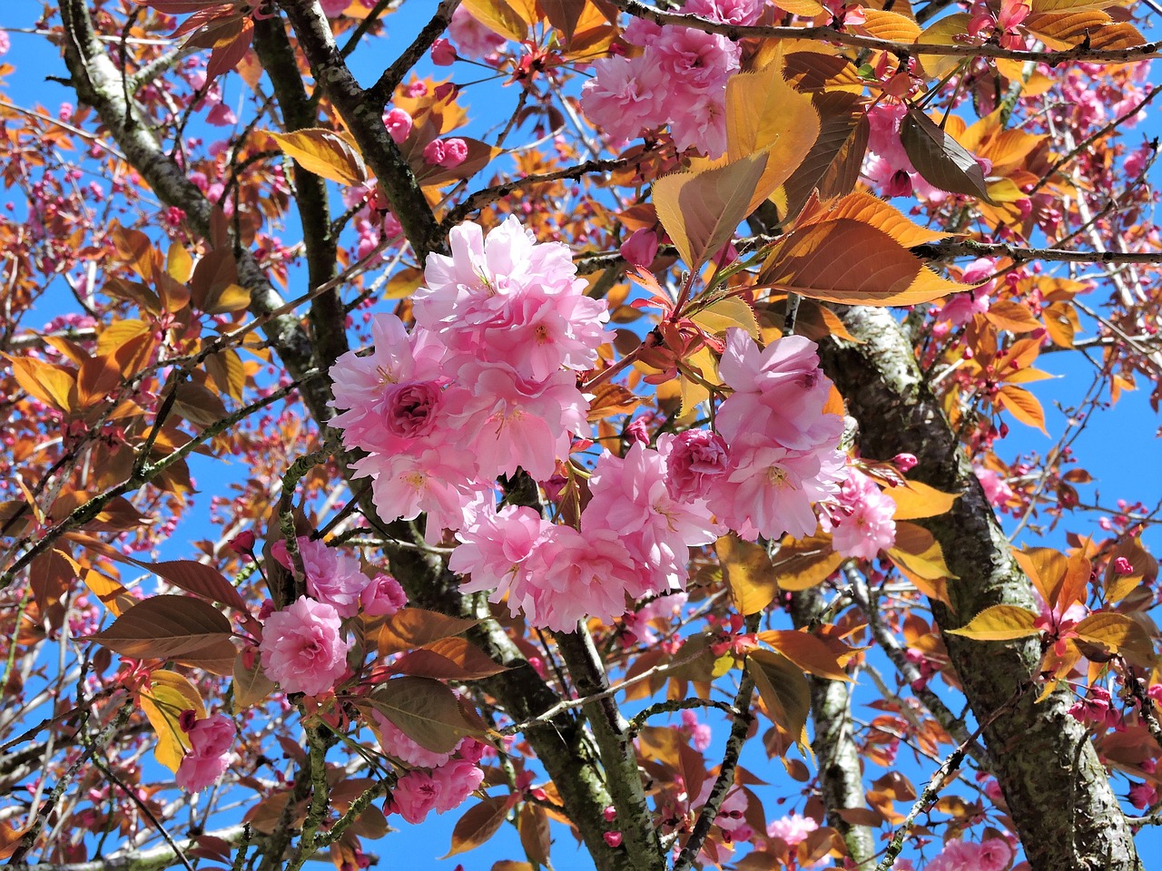 tree blooming pink free photo