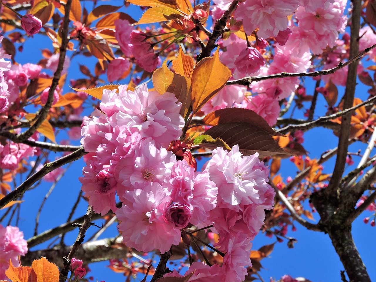 tree blooming pink free photo