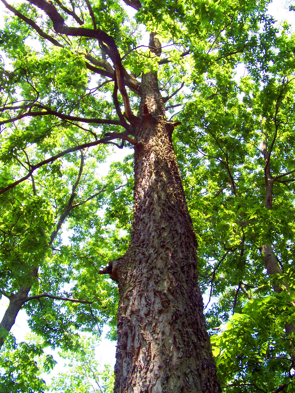 tree summer tree free photo