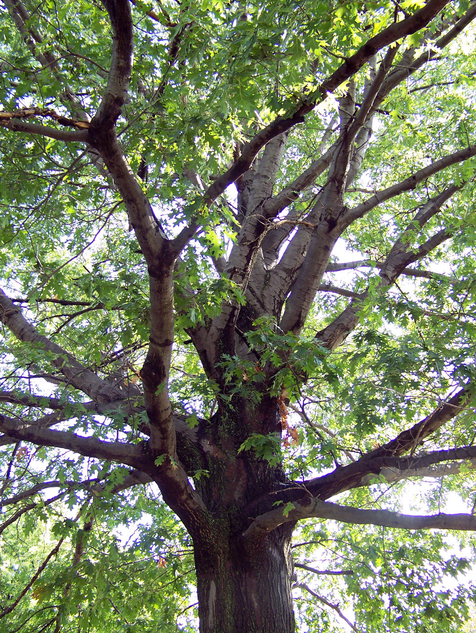 tree summer tree free photo