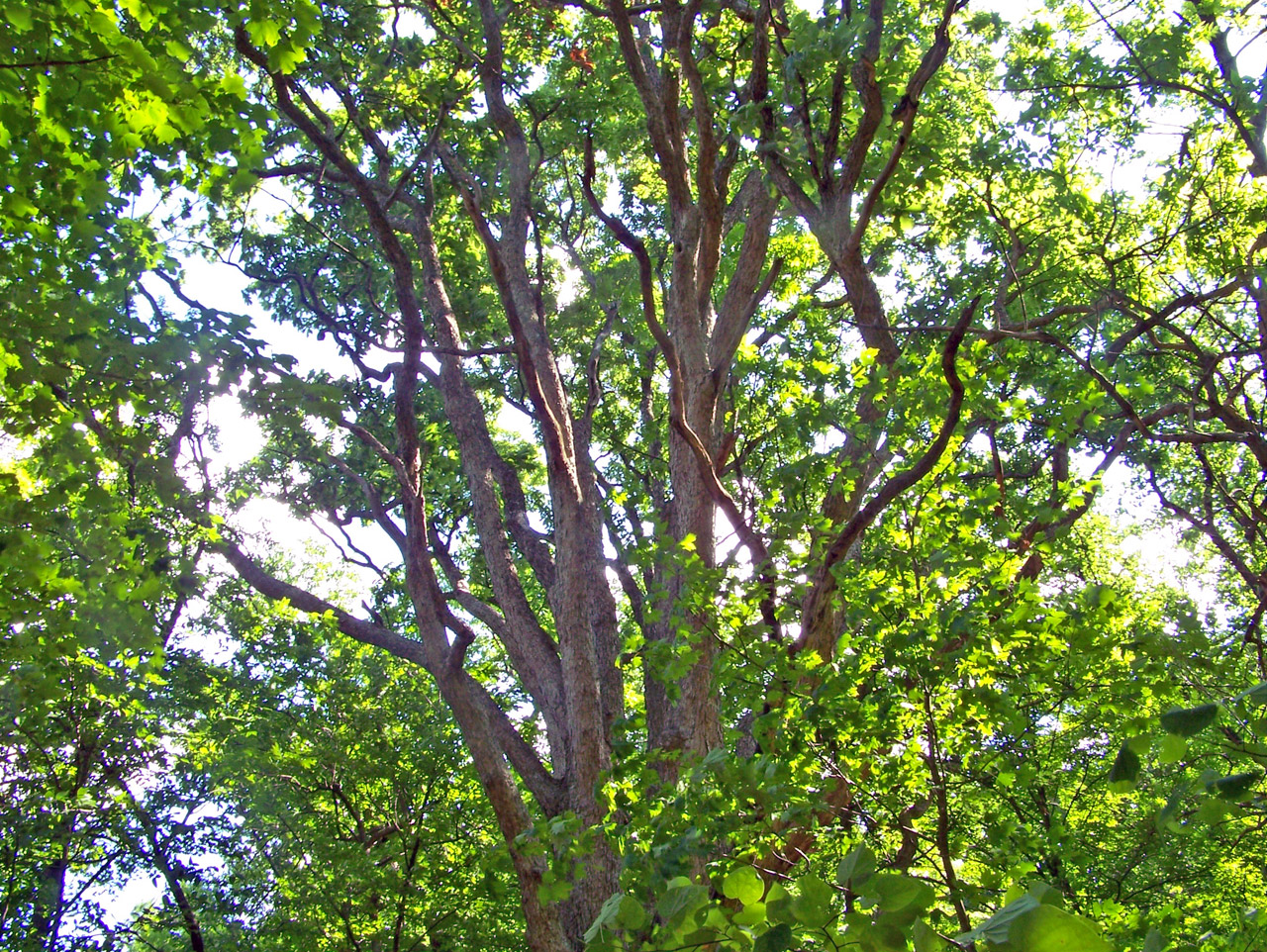 tree summer tree free photo