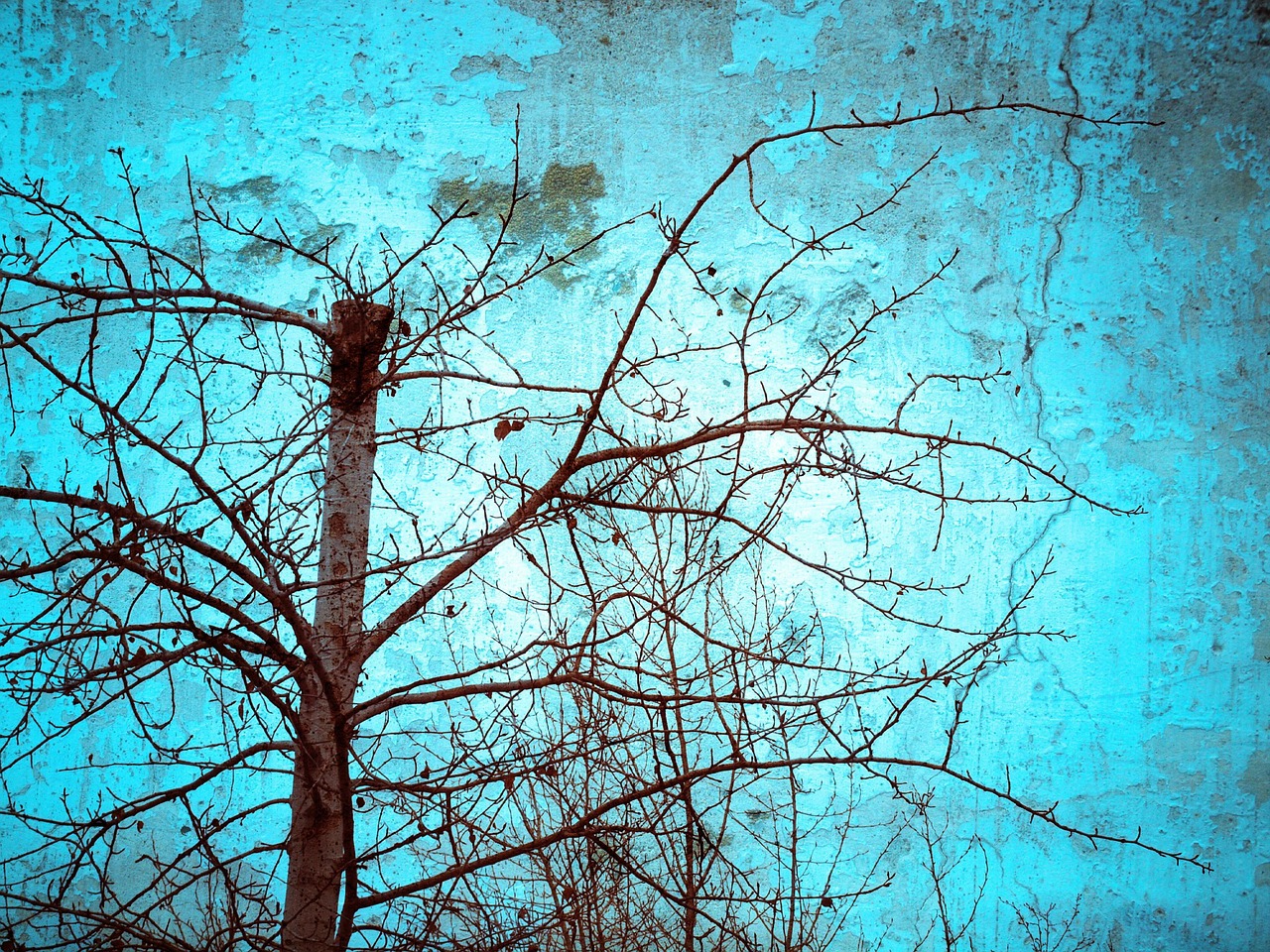 tree the scenery blue sky free photo