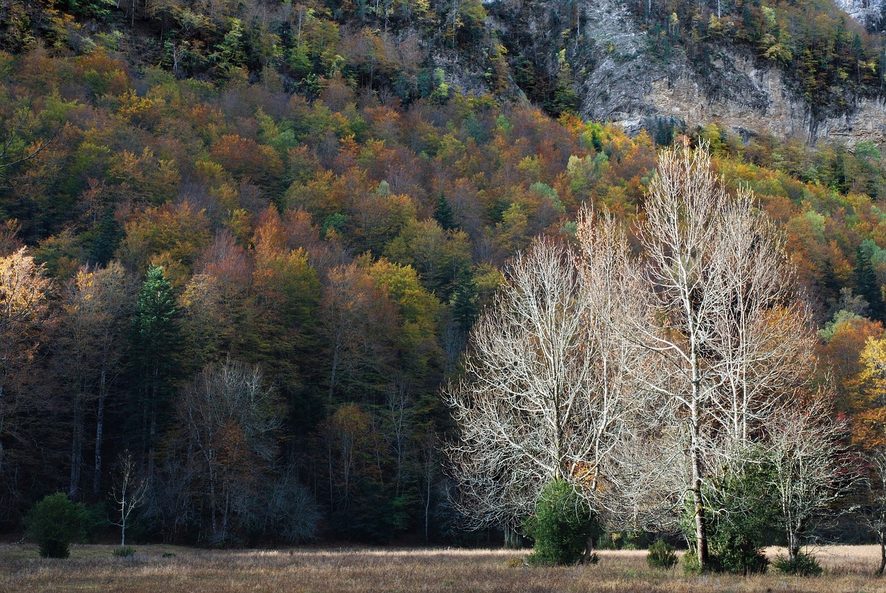 tree forest nature free photo