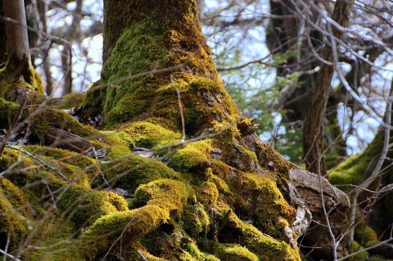 tree root tree root free photo