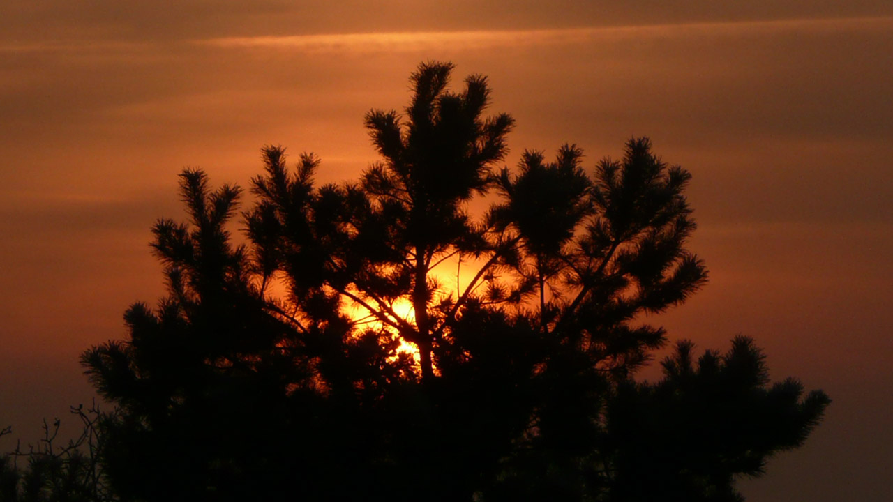 tree setting sun free photo