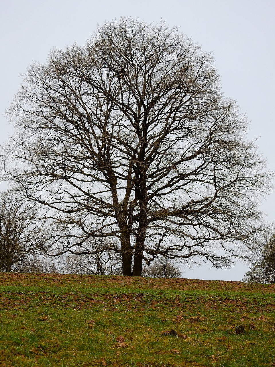 tree meadow nature free photo