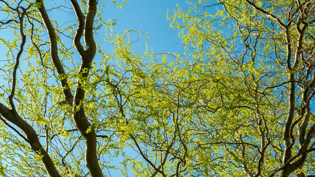 tree green nature free photo