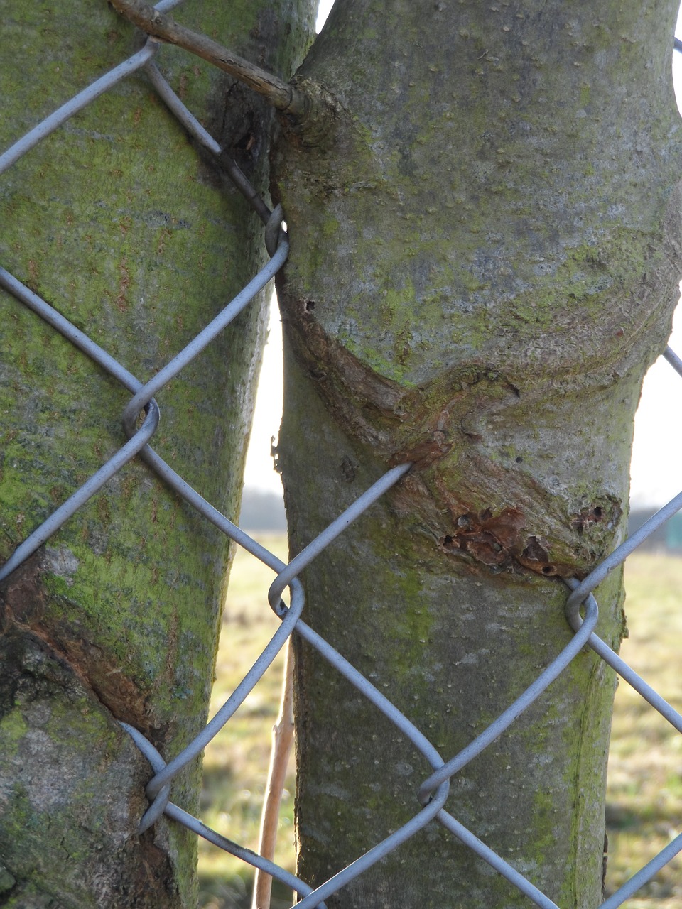 tree fence ingrowing free photo