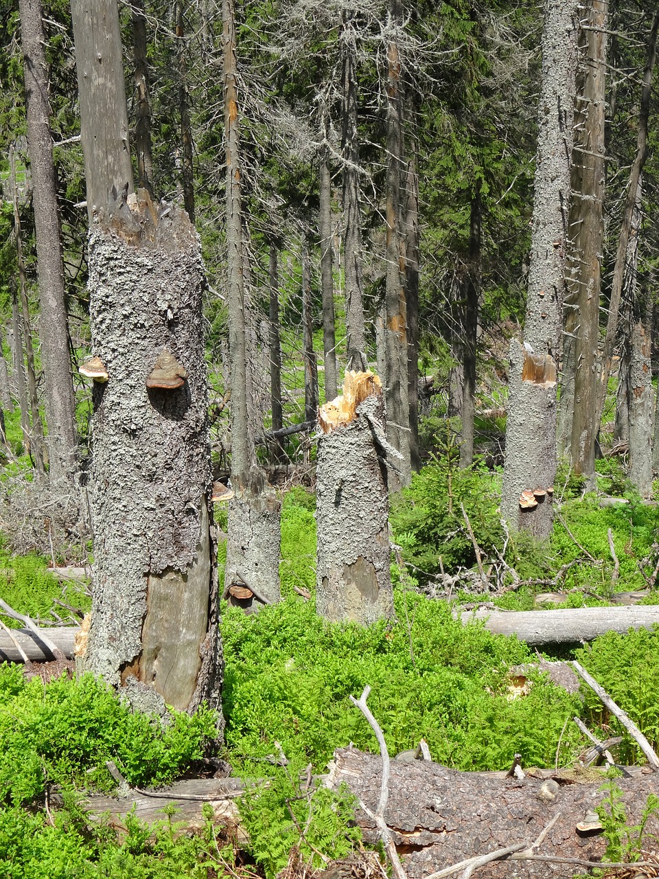 tree forest nature free photo