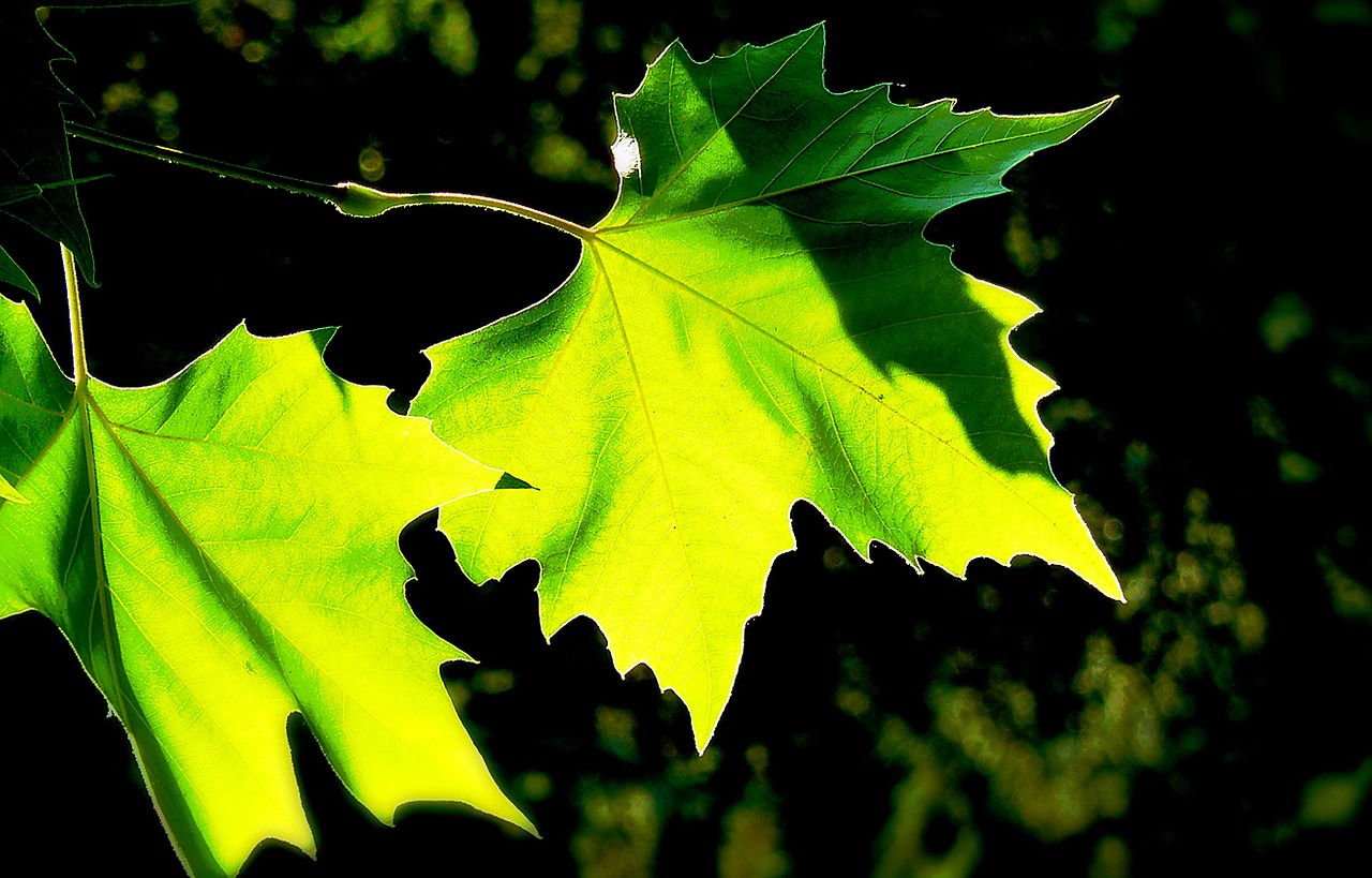 tree leaves colorful free photo