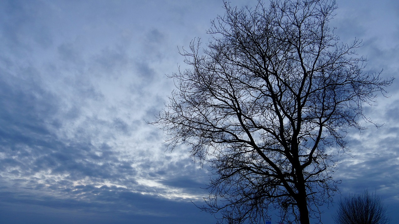 tree landscape sunset free photo