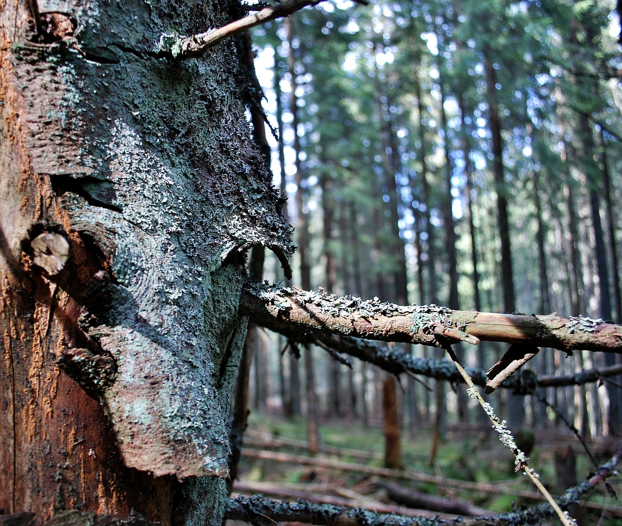 tree the bark forest free photo