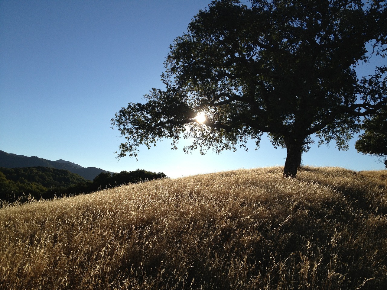 tree california hills free photo