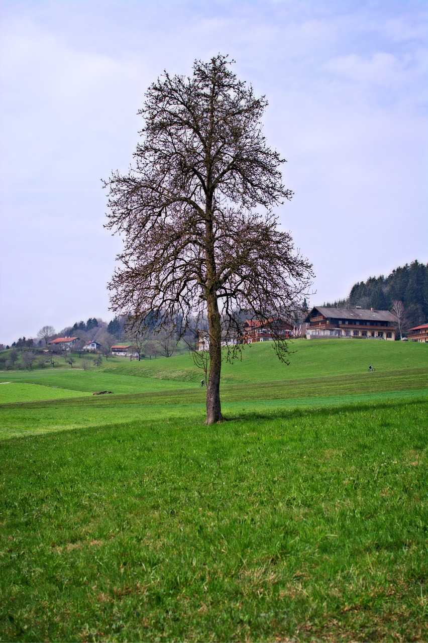 tree individually nature free photo