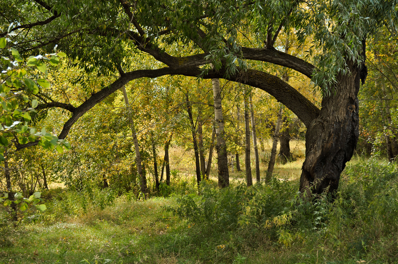 trees wood branches free photo