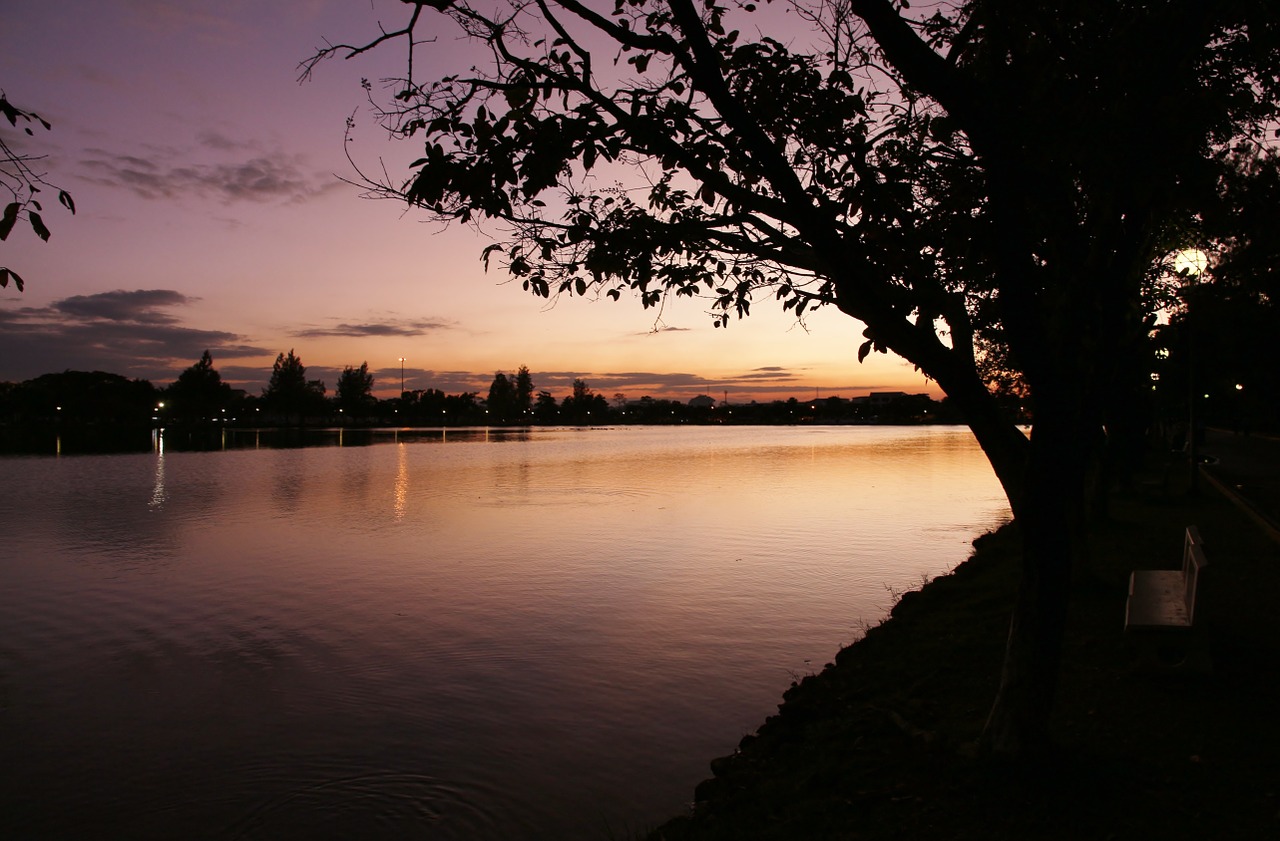 tree sunset sky free photo