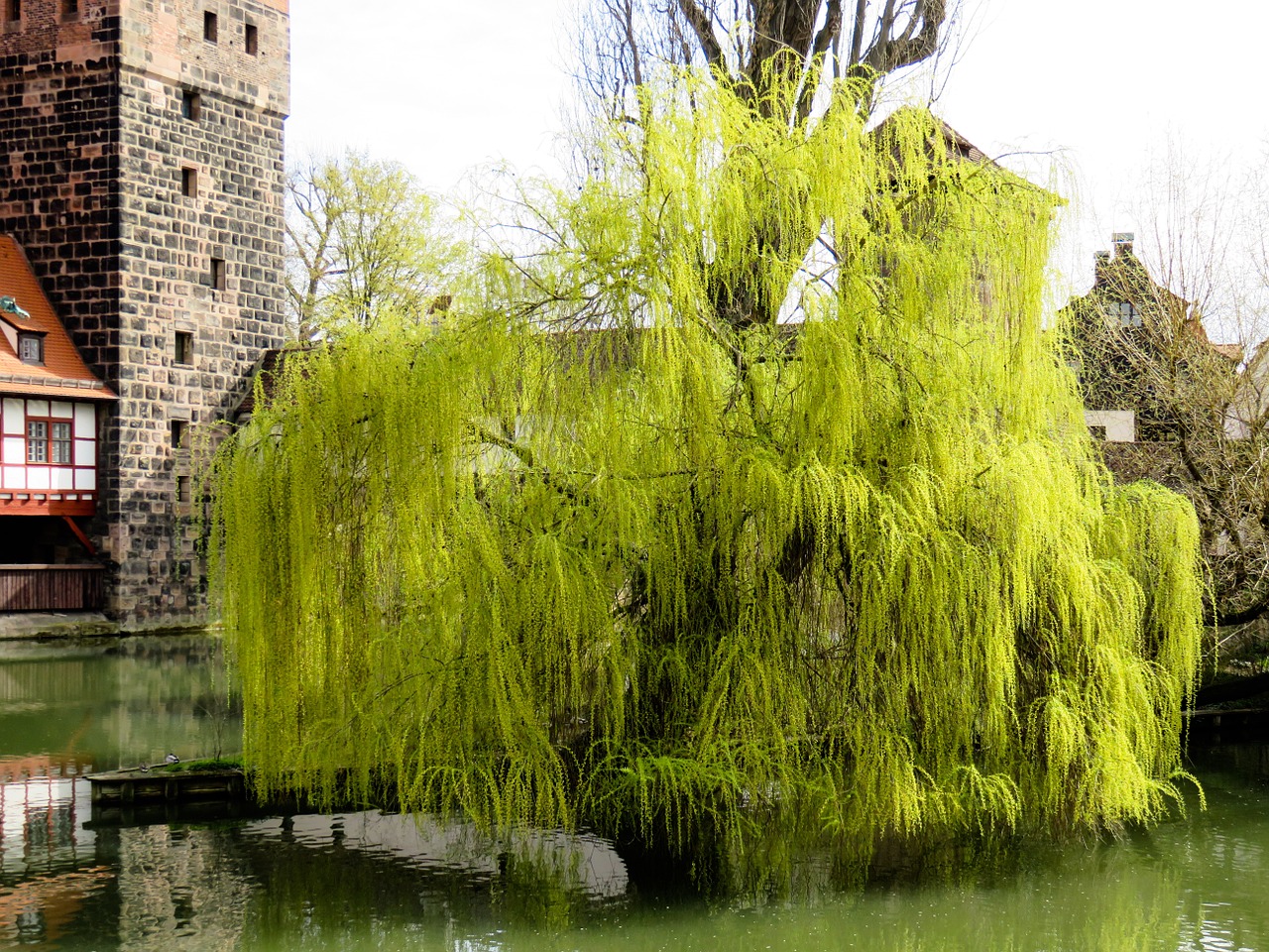 tree pasture weeping willow free photo