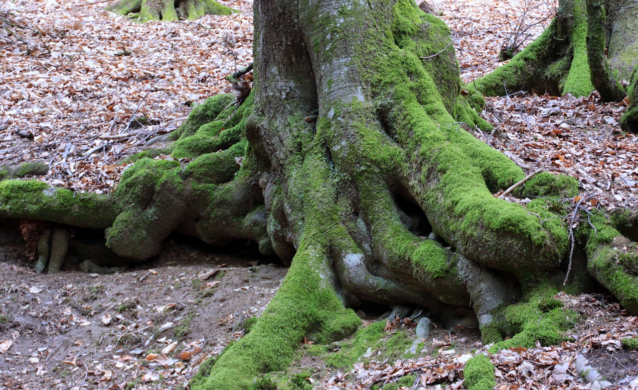 tree old tree root free photo