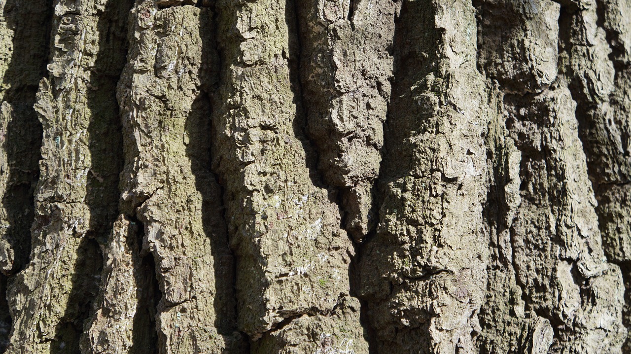 tree bark wood free photo