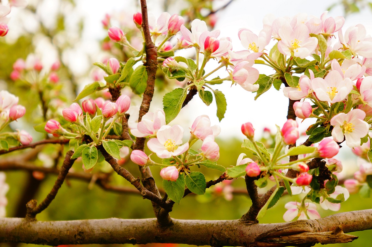 tree fruit flowers free photo