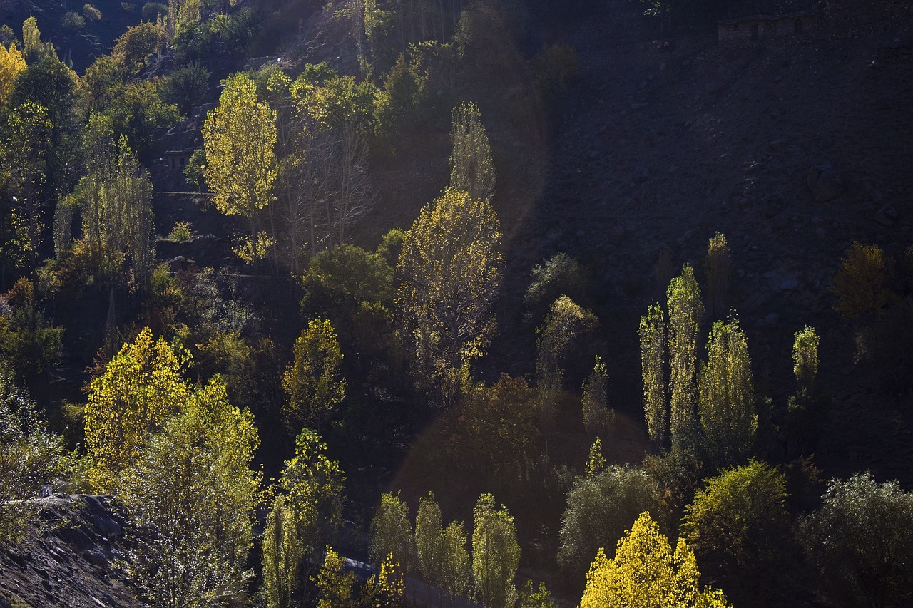 tree shadow forest free photo