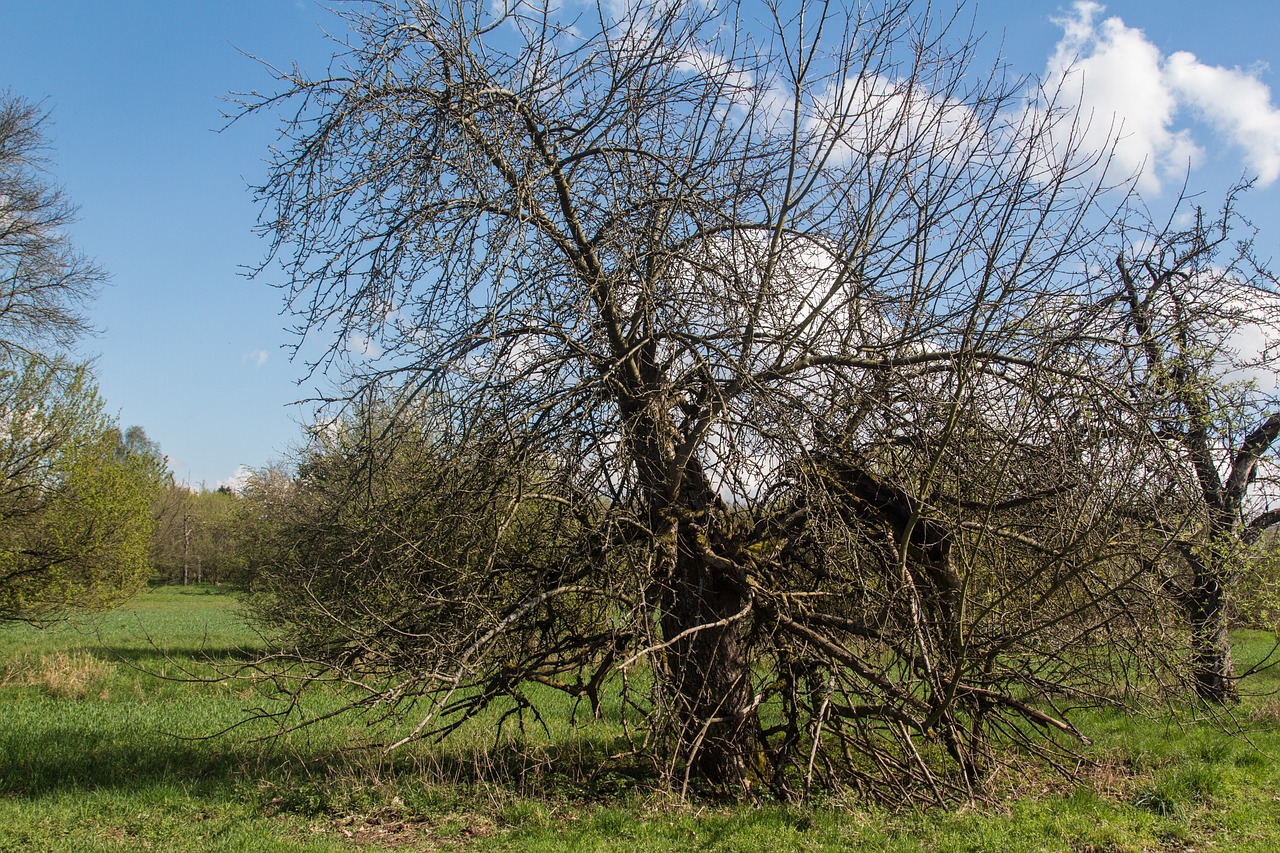 tree old tree nature free photo