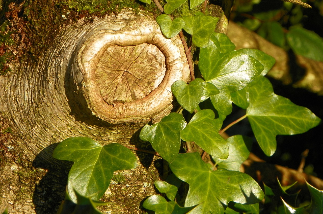 tree knothole ivy free photo