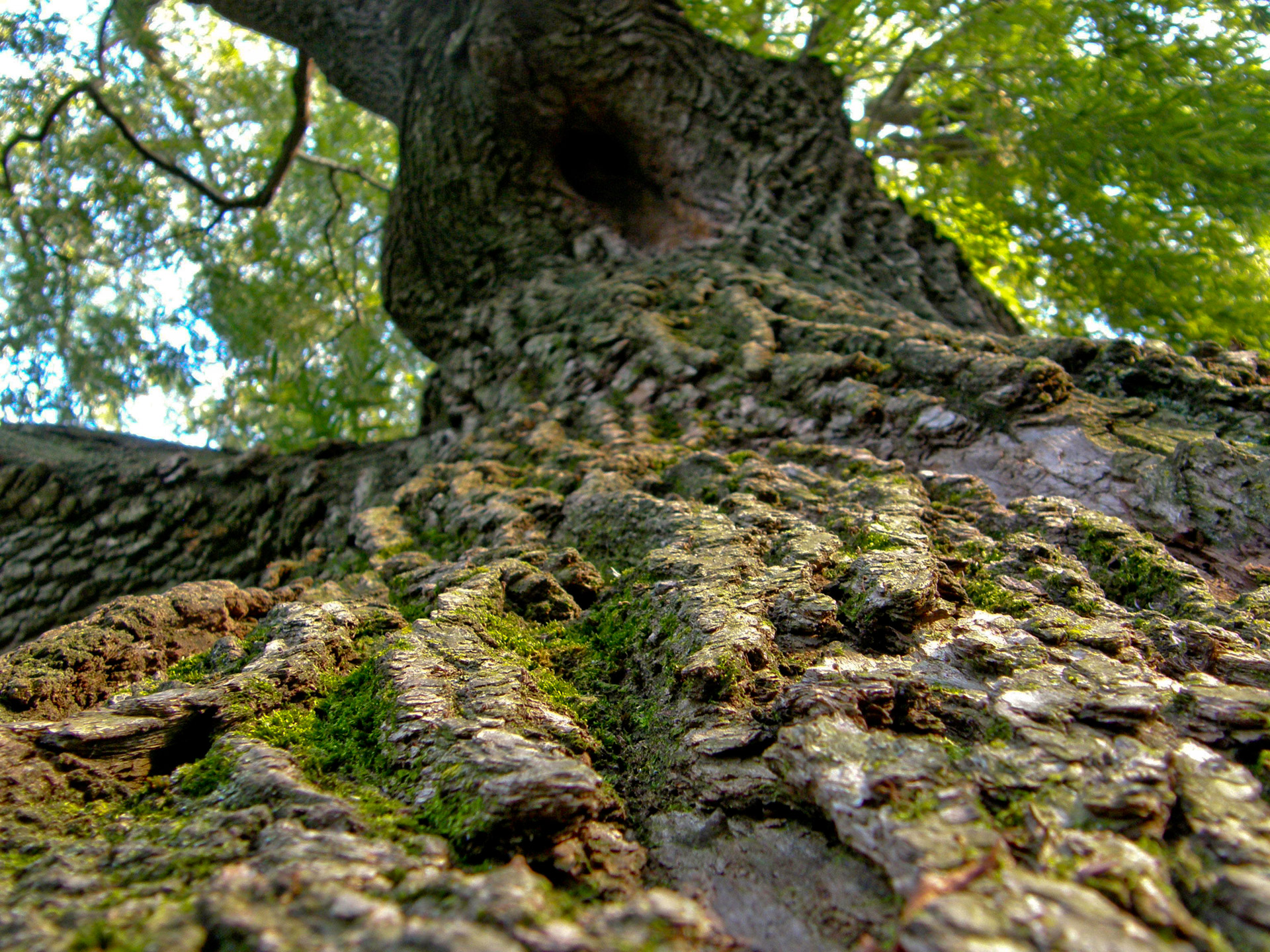 tree bark trunk free photo