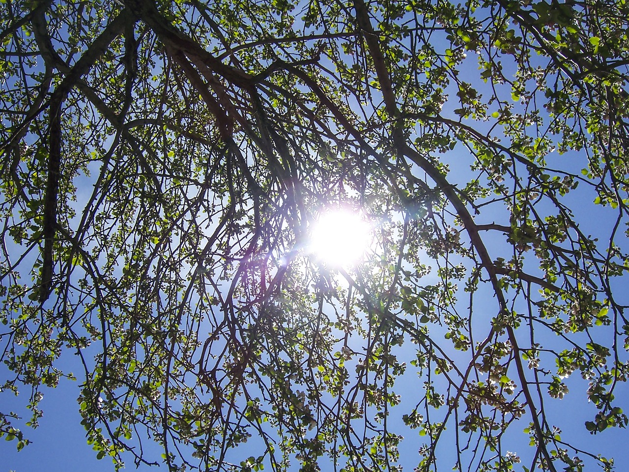 under a tree mont-tremblant summer free photo