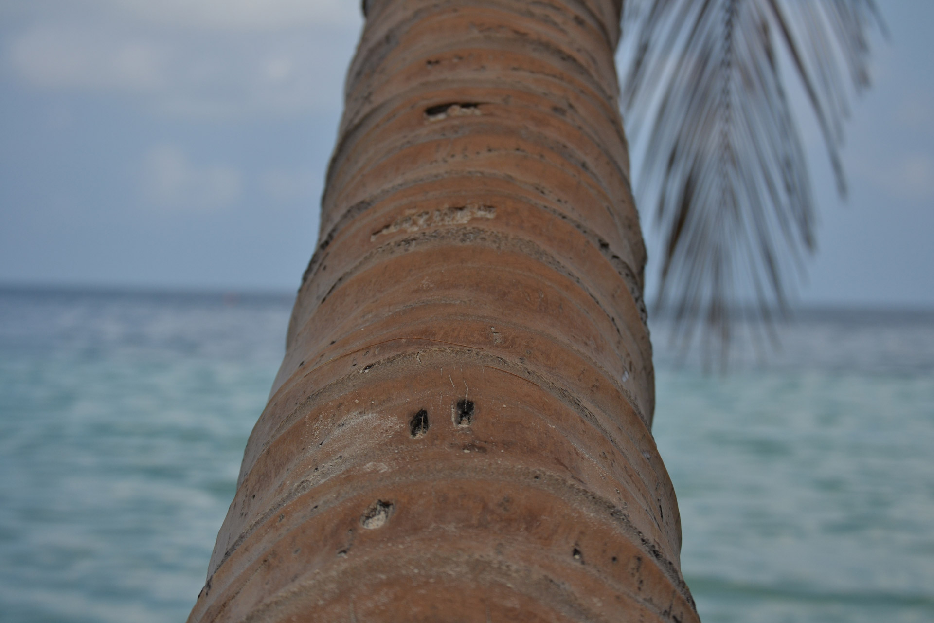 tree sea tree free photo