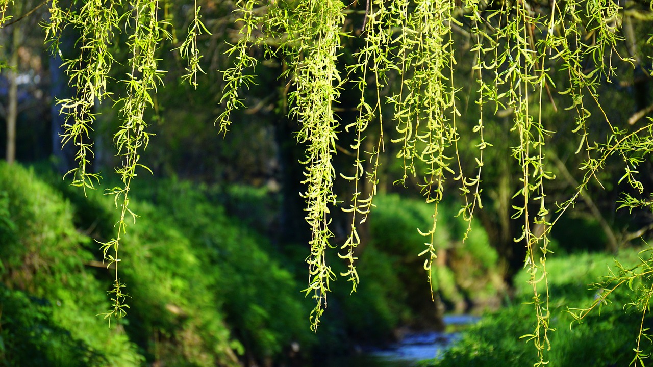 tree green grass free photo