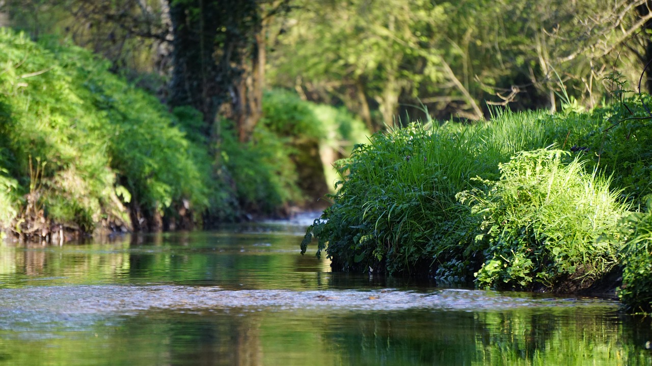 tree water green free photo