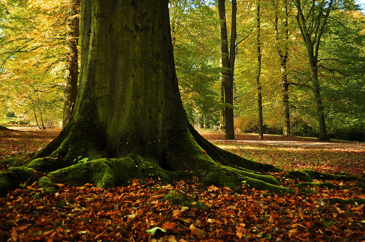 tree leaves forest free photo