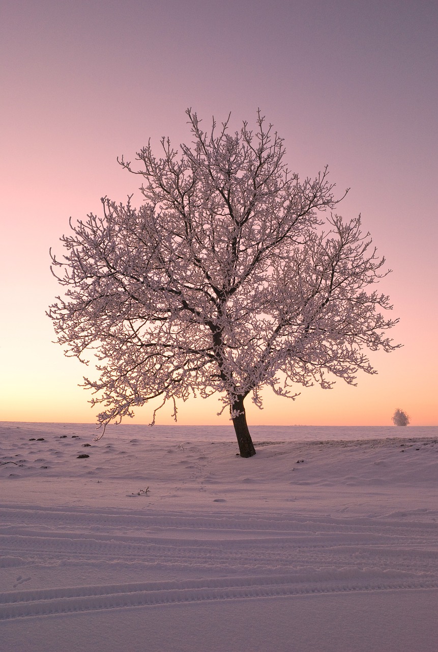 tree snow nature free photo