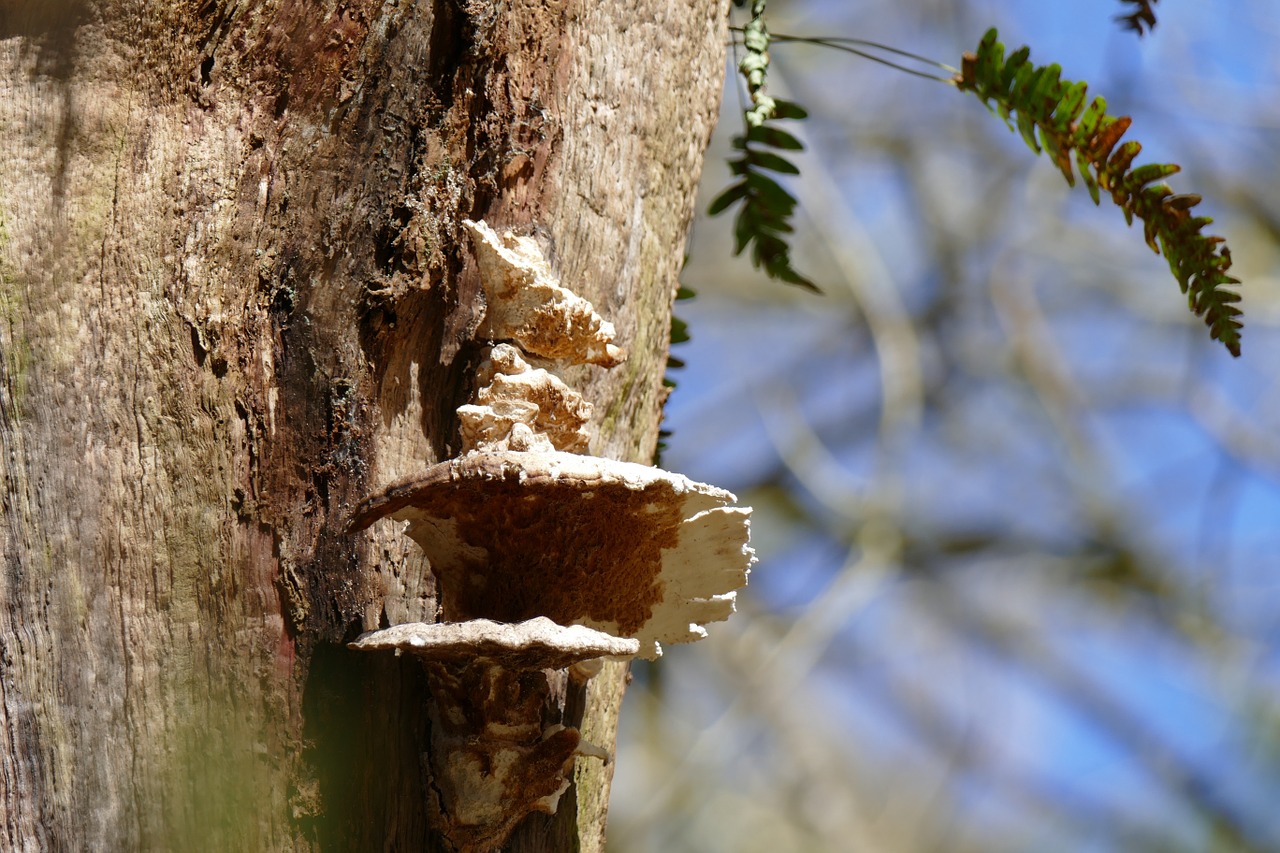 tree fungi leafs free photo