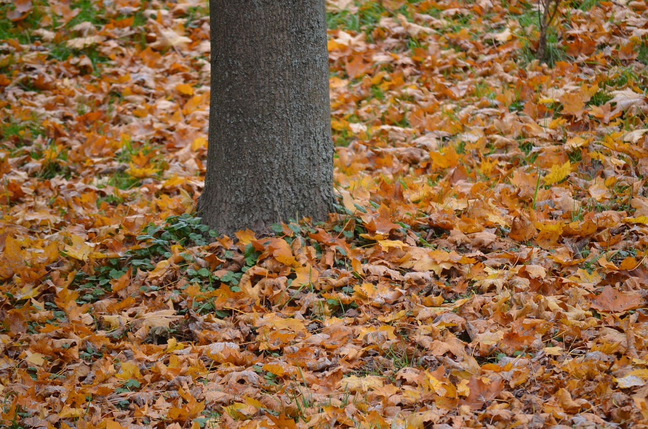 tree leaves nature free photo