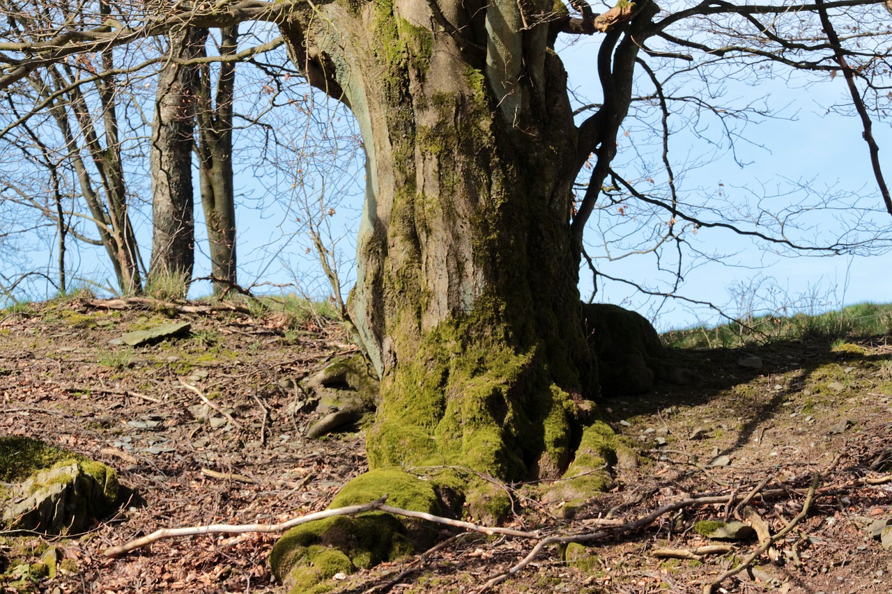 tree old tree shrubs free photo