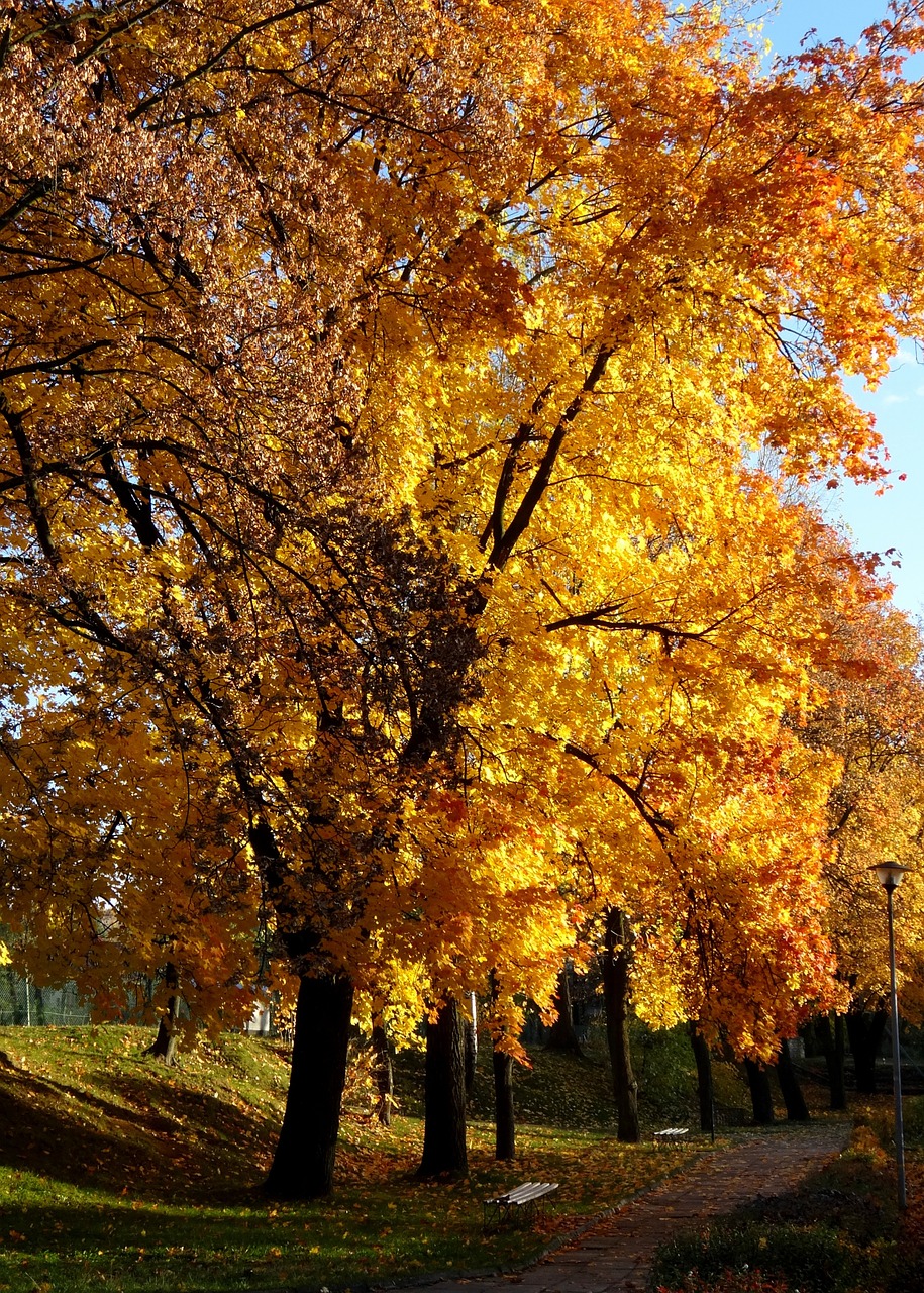 tree autumn olkusz free photo