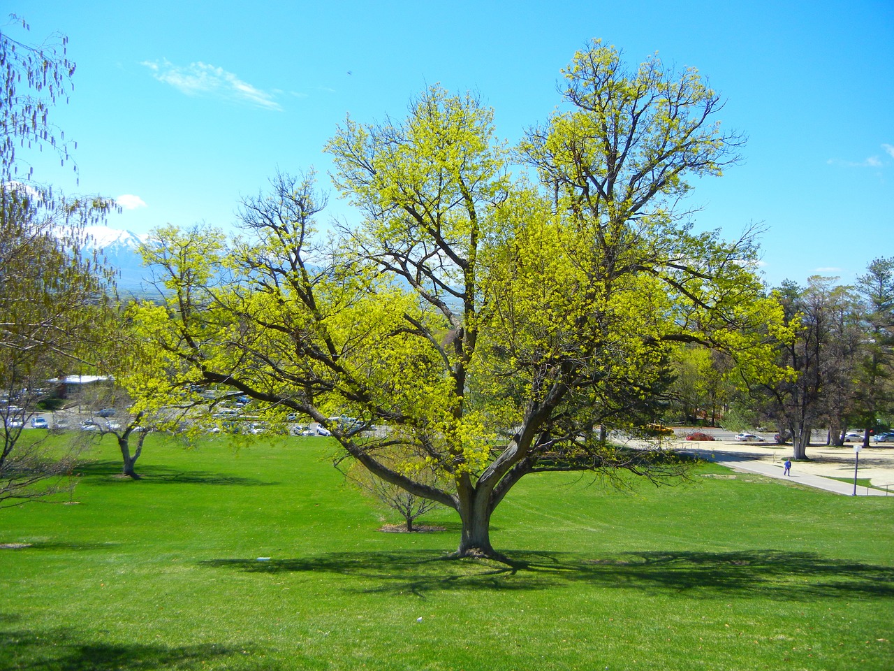 tree spring green free photo