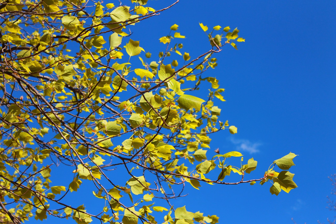 tree spring leaves free photo