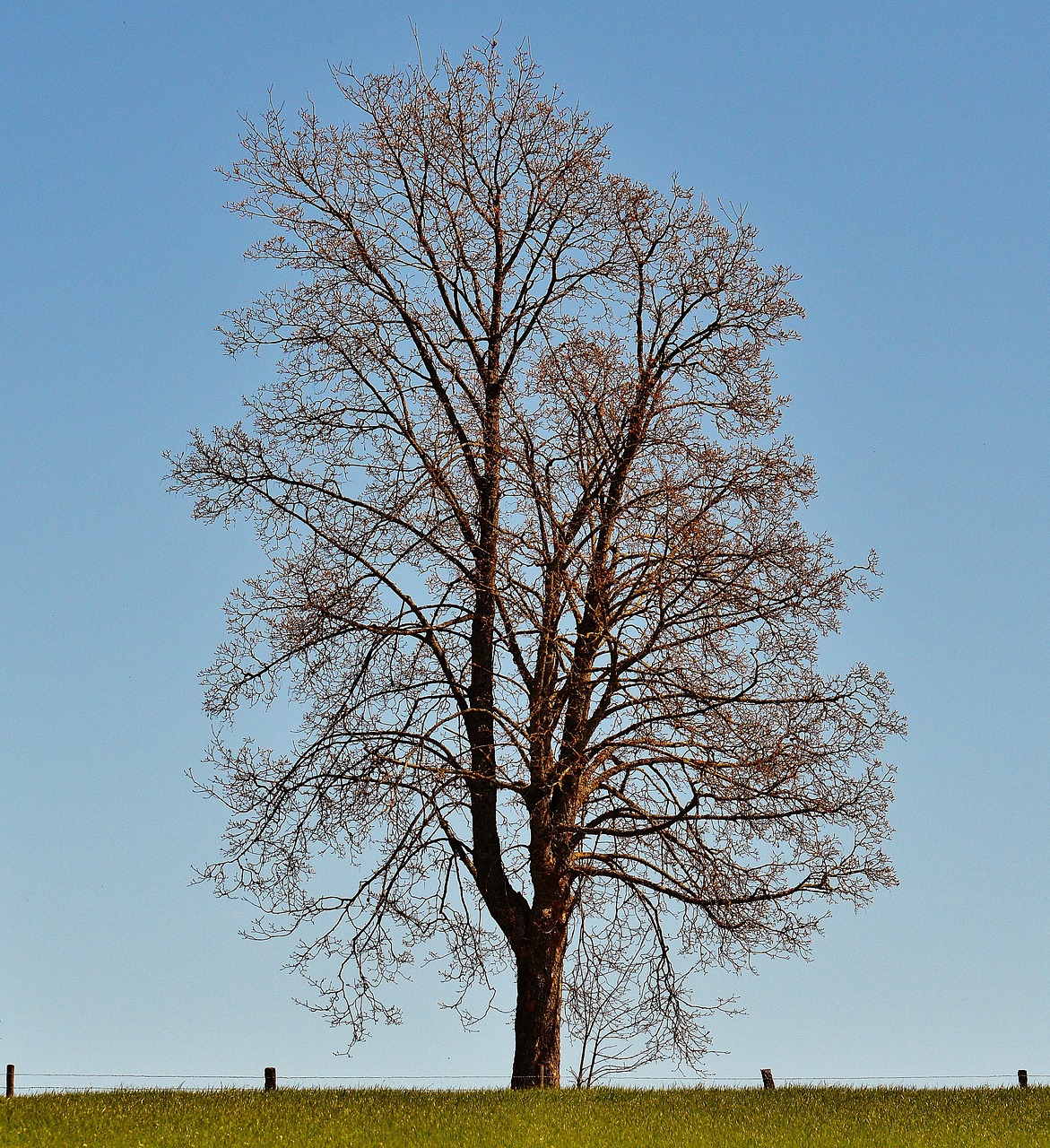 tree meadow nature free photo