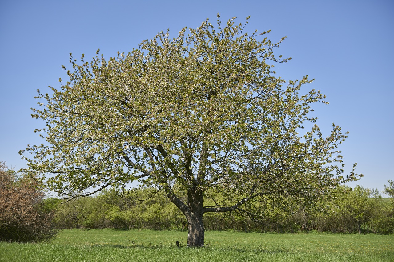 tree spring nature free photo