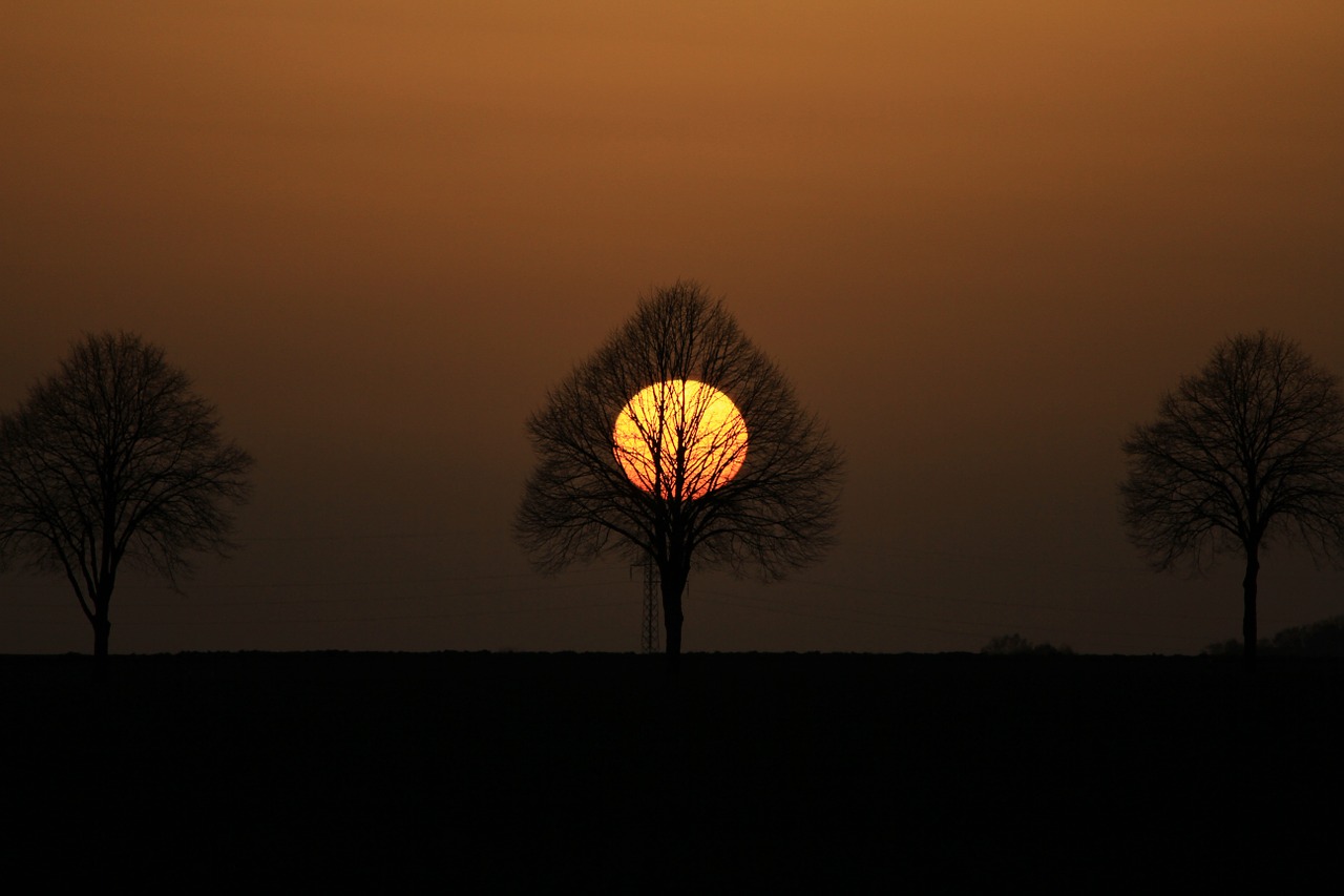 tree abendstimmung setting sun free photo