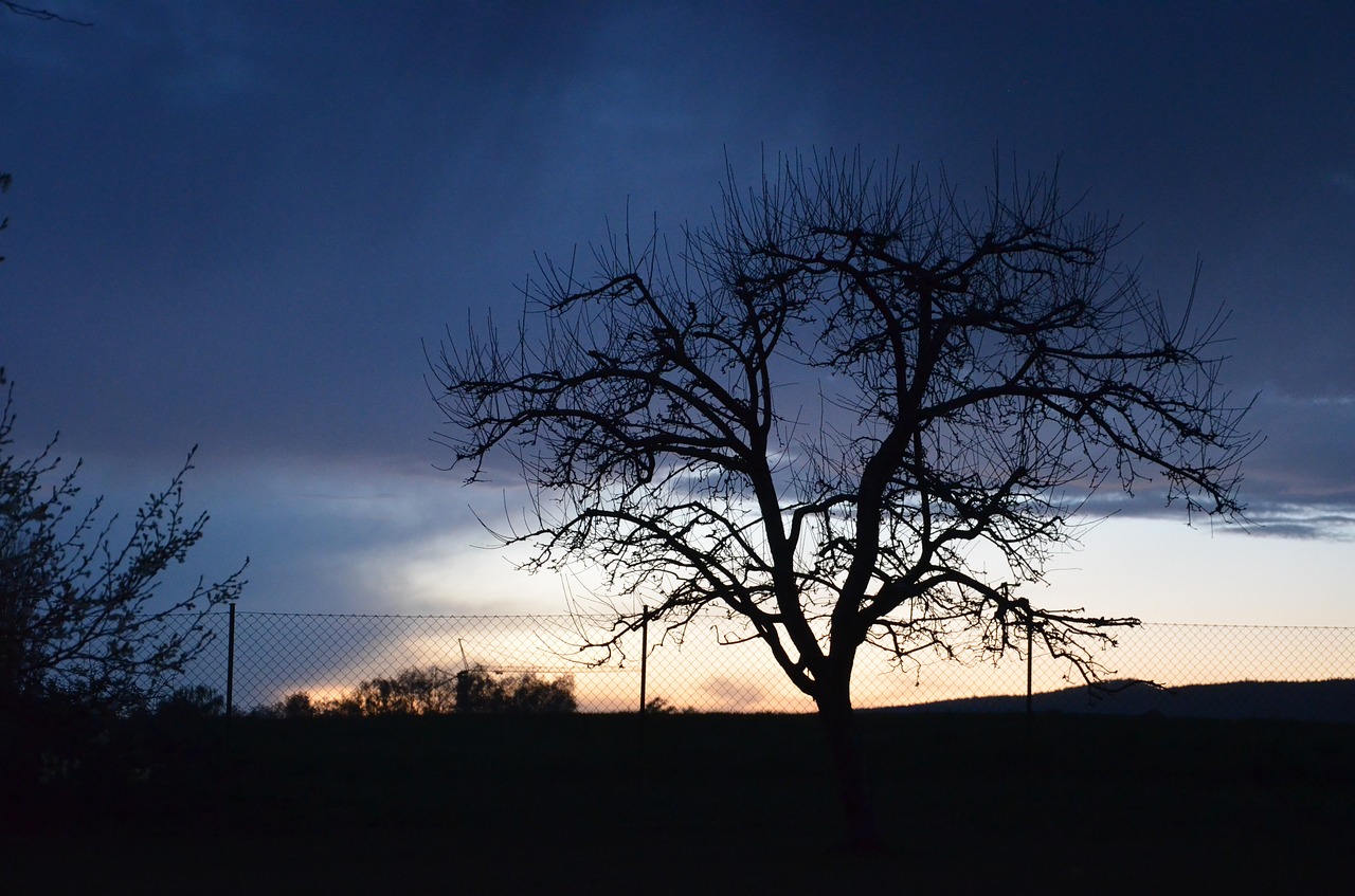 tree dark night free photo