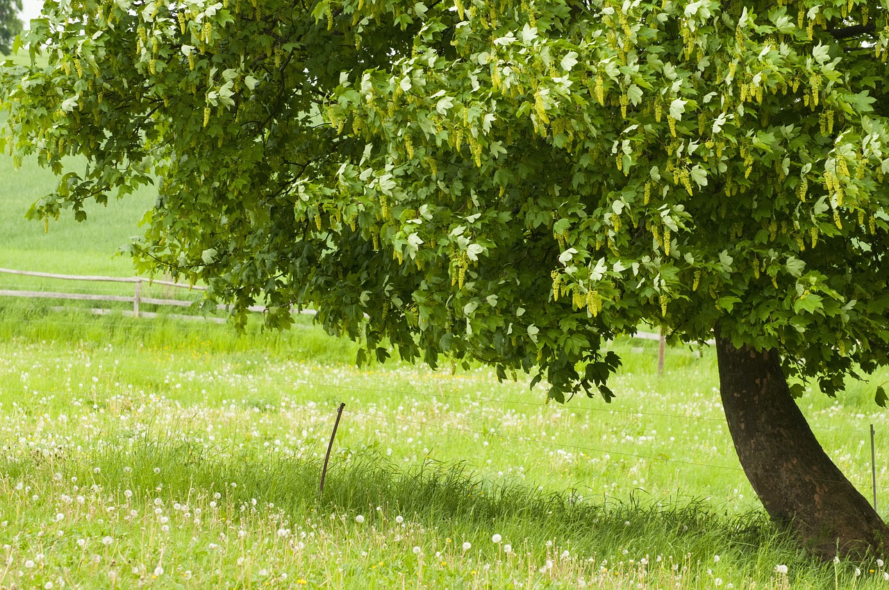 maple tree nature landscape free photo