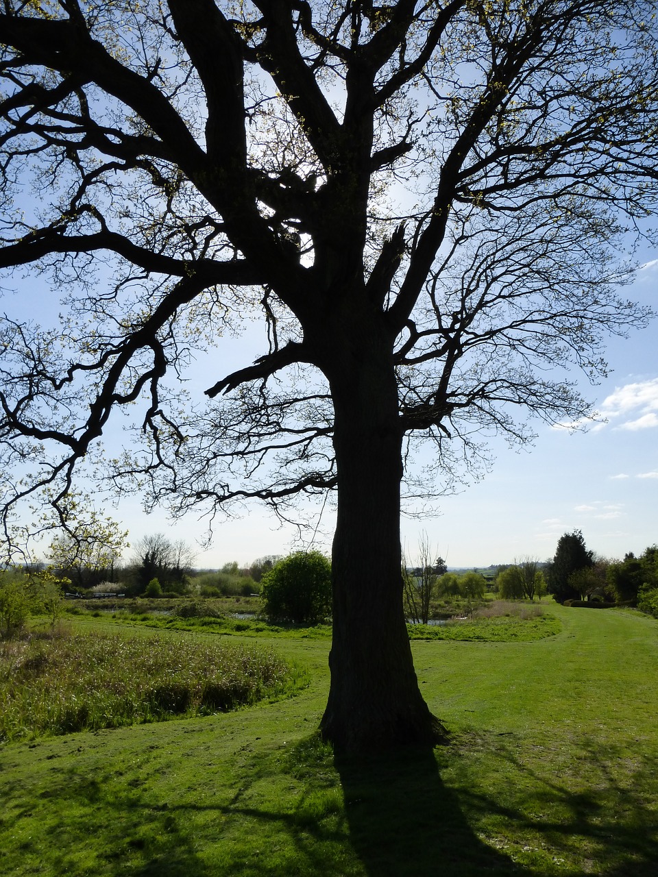 tree nature silhouette free photo