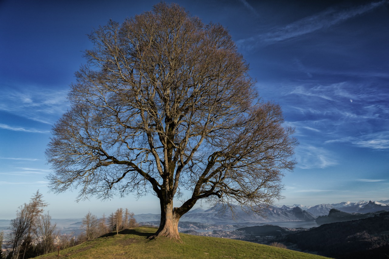 tree nature mood free photo